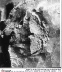 Historisches Foto von Isopoda indet. (NHMW-AFW-GEO-BACHMAYER-FOTO-1990-0041-4916)